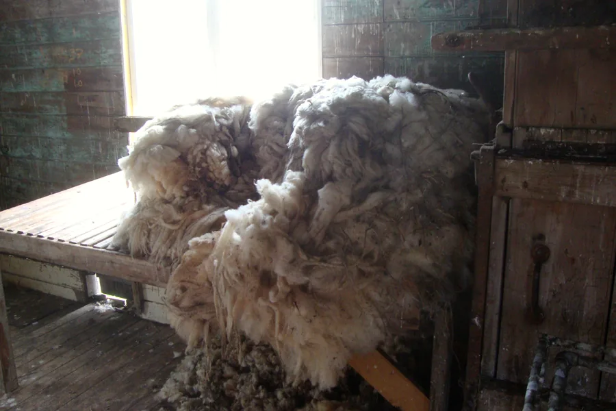 Raw fleece on a bench in a shearing shed, daylight from a side window