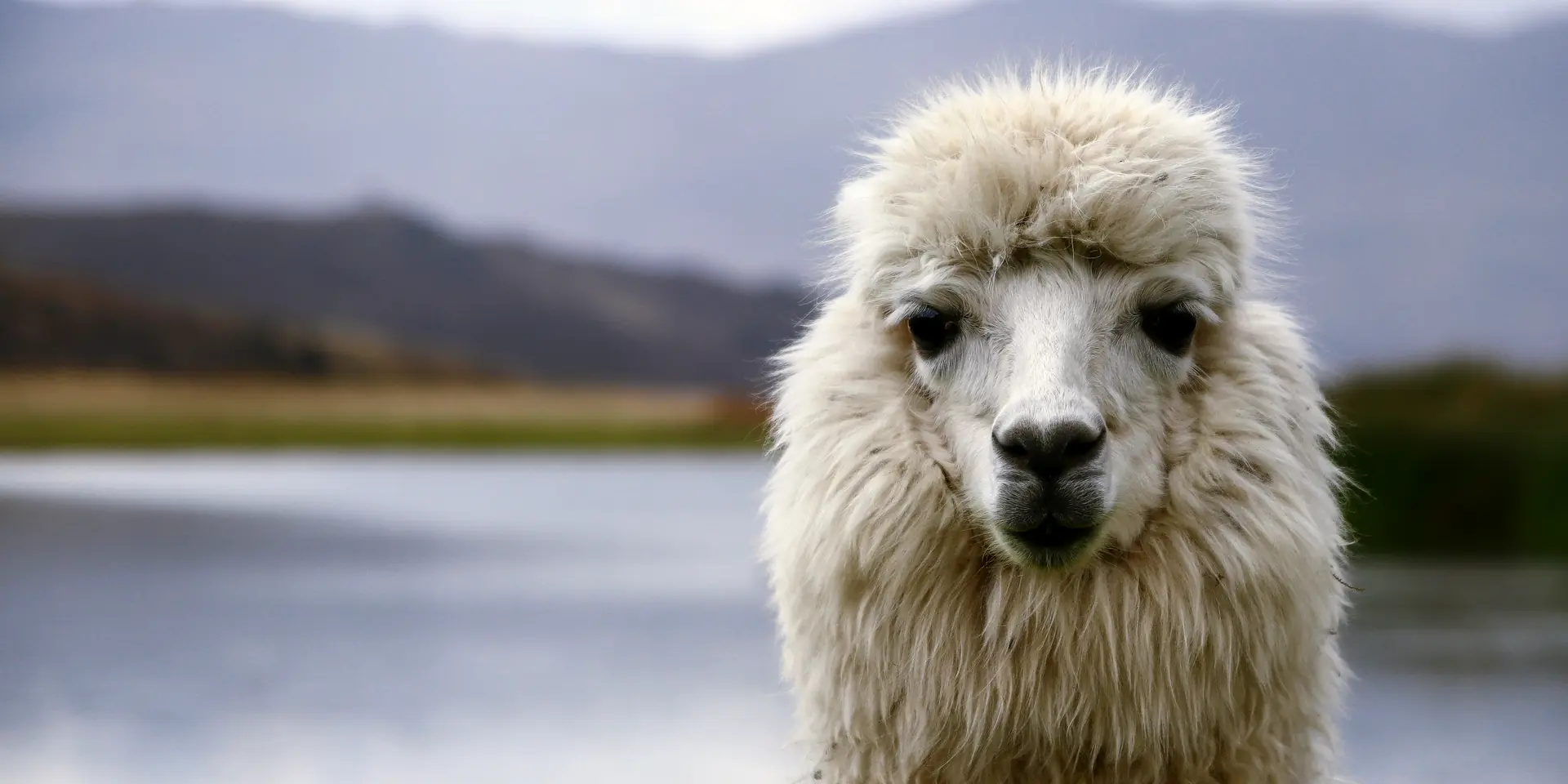 A white alpaca facing the camera by a highland lake near Huaraz, Peru