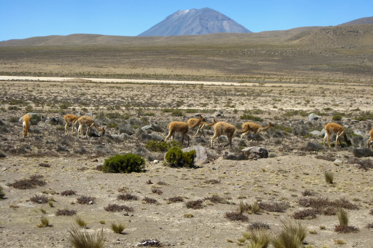 Wild vicunas grazing on the altiplano with a volcano on the horizon