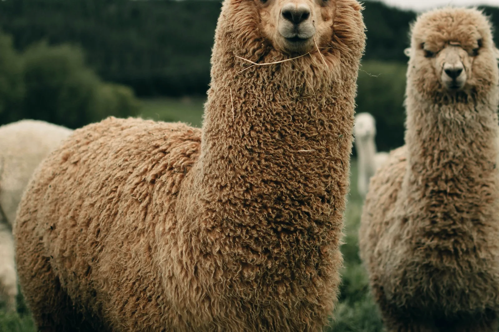 Two brown alpacas standing in open pasture