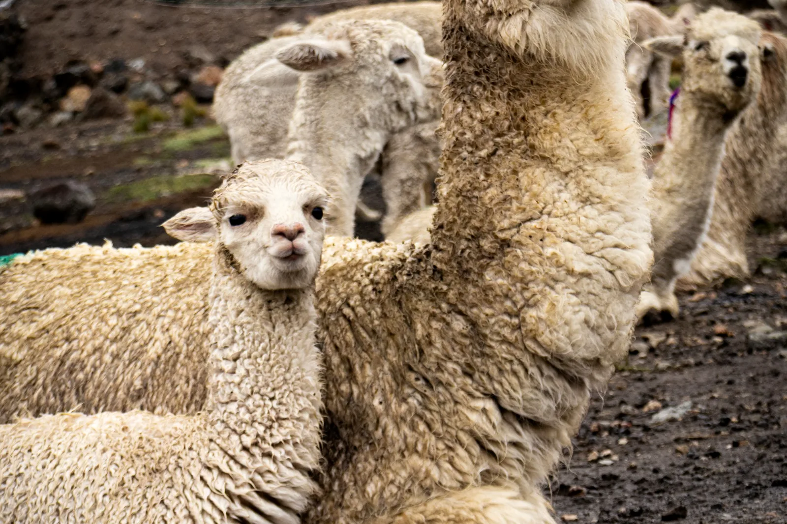 Alpacas resting together on a hillside in Arequipa