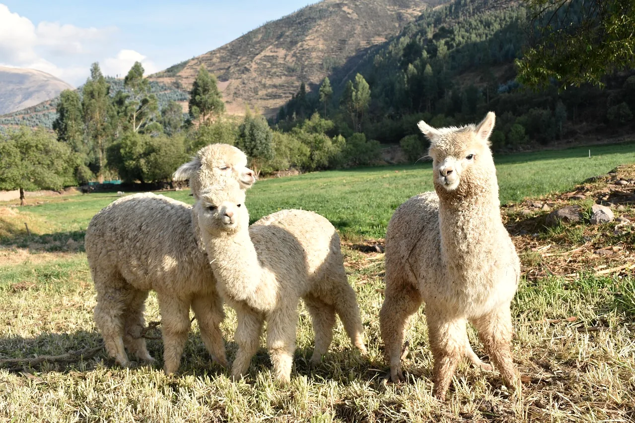 Three young alpacas on open pasture below an Andean hillside